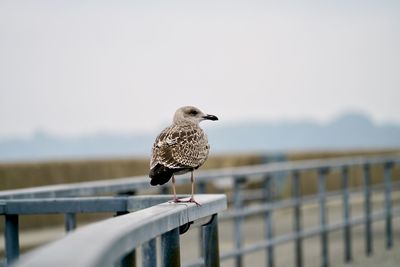 Seagull perching on railing against sky