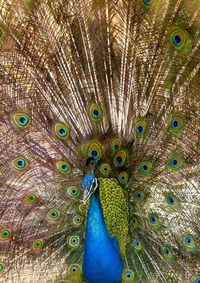 Close-up of peacock