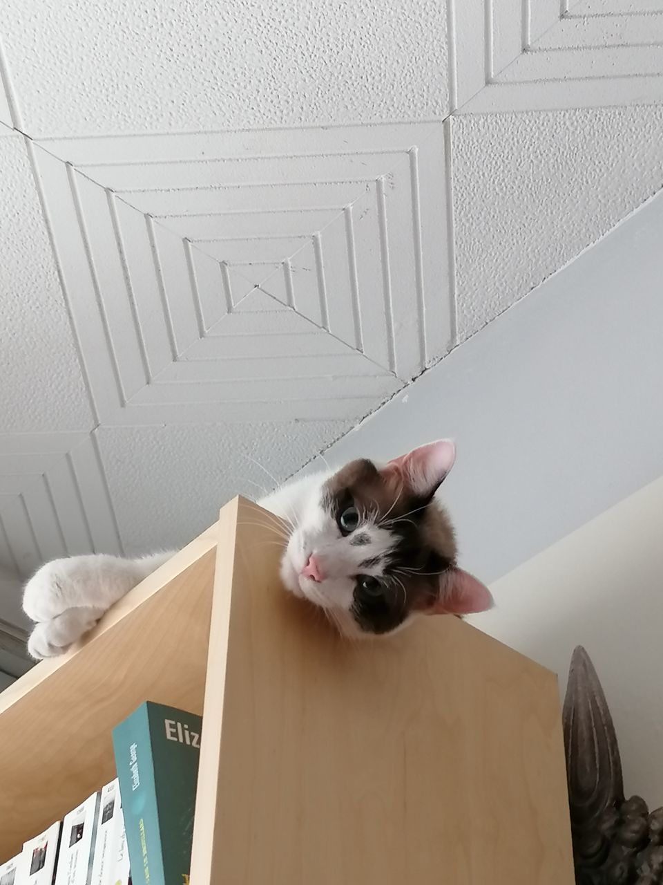 HIGH ANGLE PORTRAIT OF CAT RELAXING ON FLOOR AT HOME