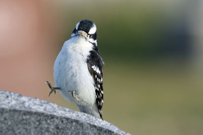 Yippee - downy woodpecker