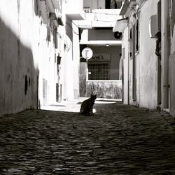 Cat on alley amidst buildings in city