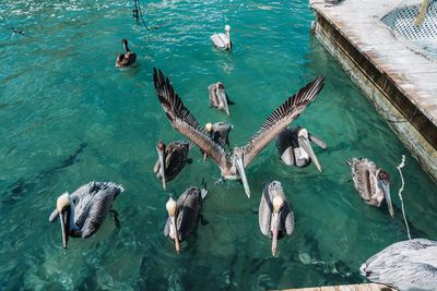 High angle view of seagulls flying over sea