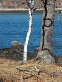 Tree trunk by sea against sky