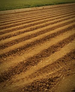 Full frame shot of field