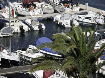 High angle view of sailboats moored at harbor