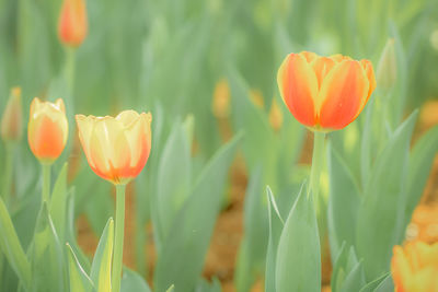 Close-up of orange tulips on field