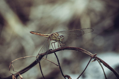 Close-up of dragonfly on twig