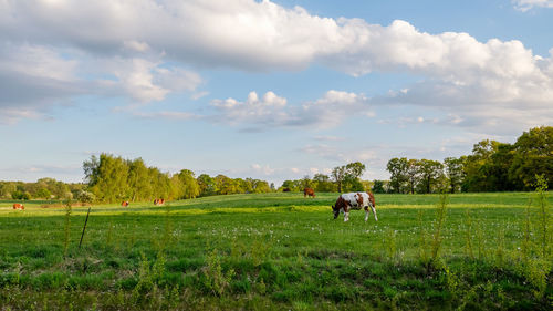 Horses in a field