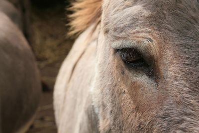 Extreme close-up portrait of horse