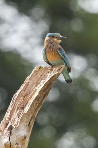 Close-up of bird perching on a tree