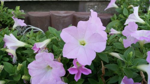 Close-up of flowers blooming outdoors