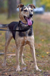 Portrait of a dog looking away