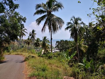 Road amidst trees against sky