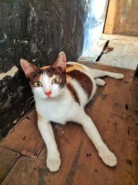 High angle portrait of a cat
