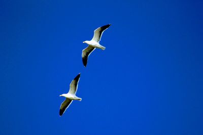 Low angle view of seagull flying