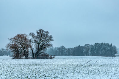 Trees on field against clear sky during winter