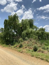 Trees on field against sky