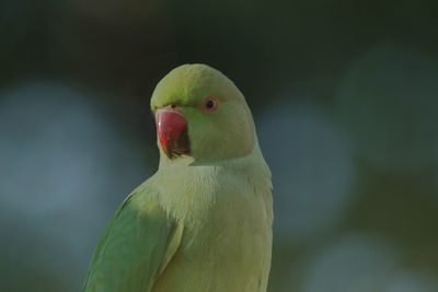 Close-up of parakeet