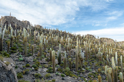 Panoramic view of townscape against sky