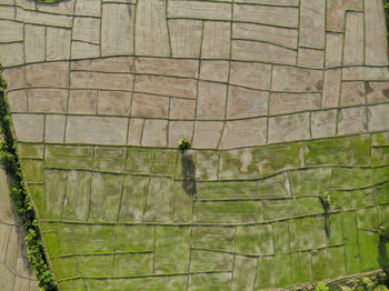 Full frame shot of tree trunks