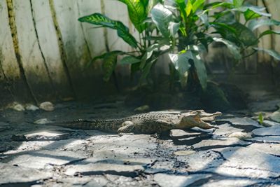 Close-up of lizard