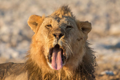 Yawning lion, panthera leo,, etosha national park, namibia