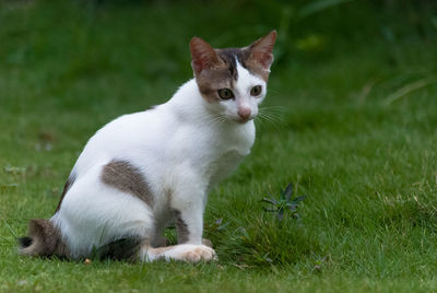 Cat relaxing on grassy field