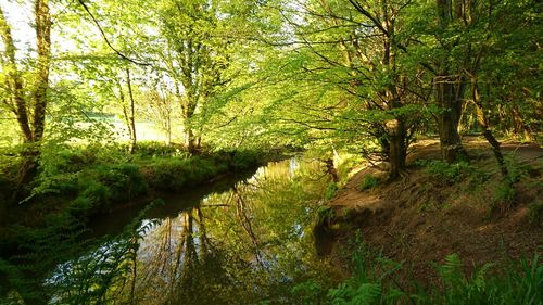 Scenic view of river in forest