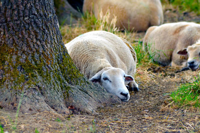 Sheep lazily resting in the shade of the tree on scorching hot day