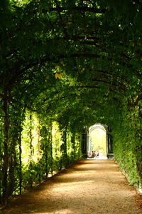 Footpath amidst trees in forest