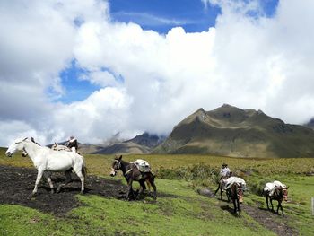 Horse on grassy field by mountain against cloudy sky