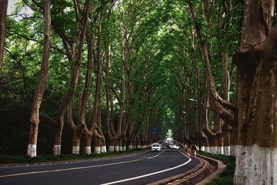 Road amidst trees