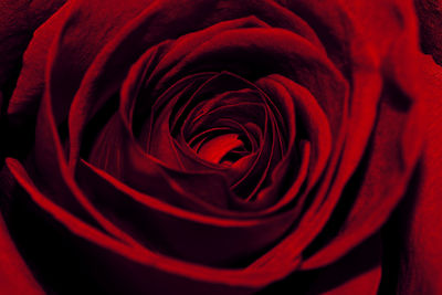 Close-up of red rose