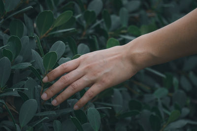 Cropped hand of woman touching leaves