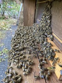 High angle view of bees on wood