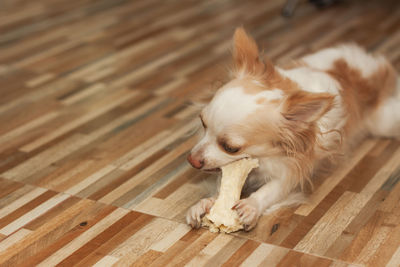 High angle view of dog relaxing on wooden floor