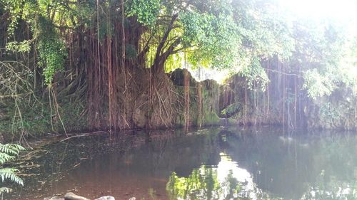 Reflection of trees in lake