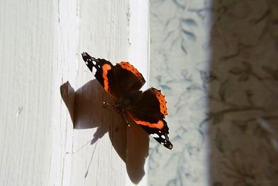 Close-up of insect on wooden plank