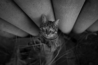 A striped gray house cat looks curiously at the camera