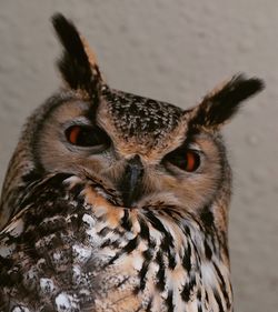 Close-up of owl