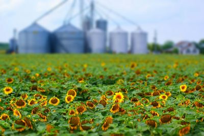 Yellow flowers growing in field