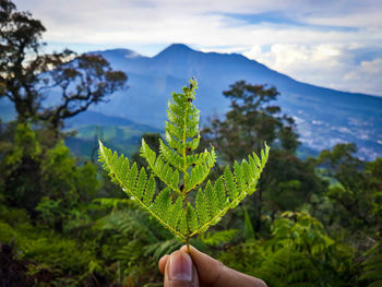 Cropped hand holding leaf against sky