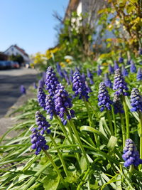 Close-up of purple flowering plants on field