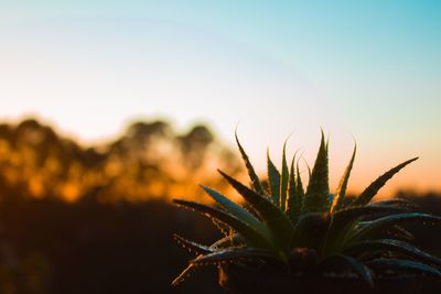 Close-up of plant against clear sky