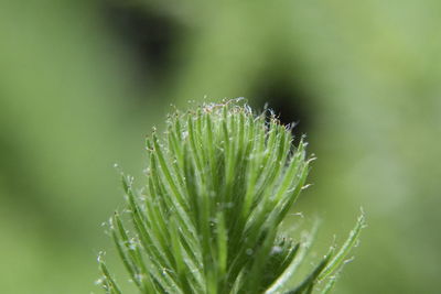 Close-up of raindrops on plant