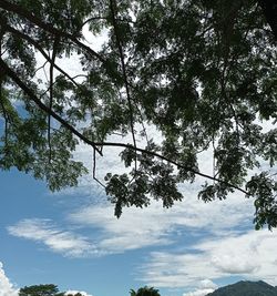 Low angle view of silhouette tree against sky