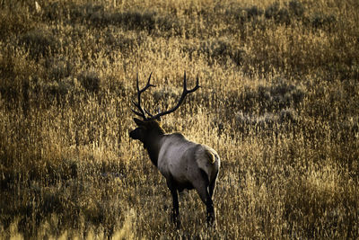 Deer in a field