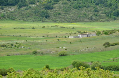 Scenic view of green landscape