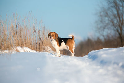 Dog standing on snow covered landscape