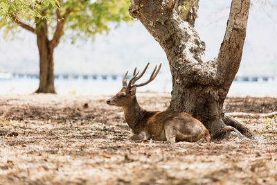 Deer relaxing on tree trunk